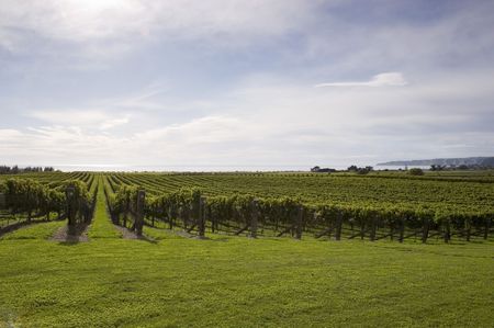 Grape vines growing by the sea in Haumoana, Hawke's Bay, New Zealandの写真素材