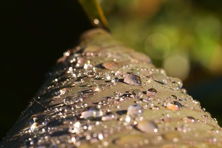 A leaf curled and encrusted with sparkly jewels - early morning dewの写真素材
