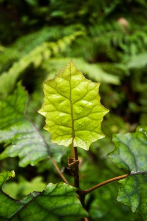 A leaf in the New Zealand bush, White Pine Bush Reserve, Hawke's Bay, New Zealandの写真素材