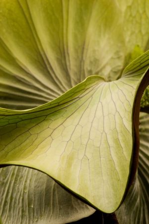 Big leaves create interesting shapes and backgroundの写真素材