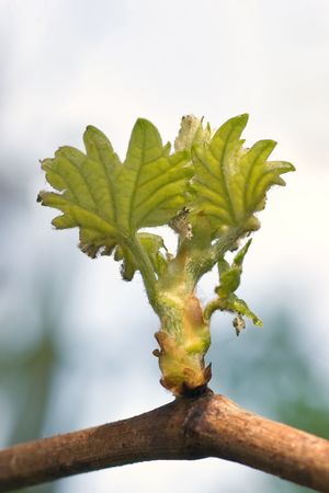 Spring buds sprouting on a grape vine in Hawke's Bay, New Zealandの写真素材