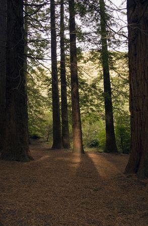 Redwoods in Te Mata Peak Park, Hawke's Bay, New Zealandの写真素材