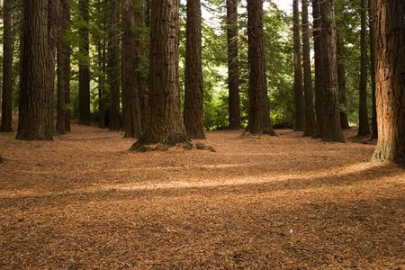 Redwoods in Te Mata Peak Park, Hawke's Bay, New Zealandの写真素材
