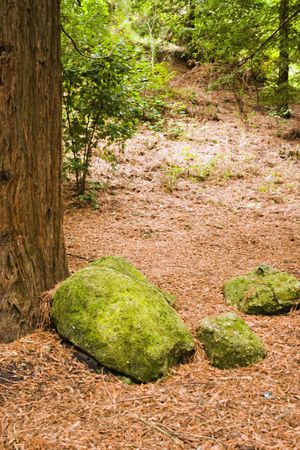 Redwoods in Te Mata Peak Park, Hawke's Bay, New Zealandの写真素材
