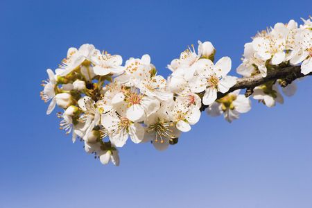 Spring Blossom on a Plum Tree, Haumoana, Hawke's Bay, New Zealandの写真素材