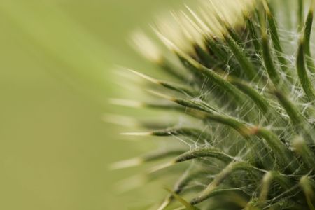 A macro of a thistle headの写真素材