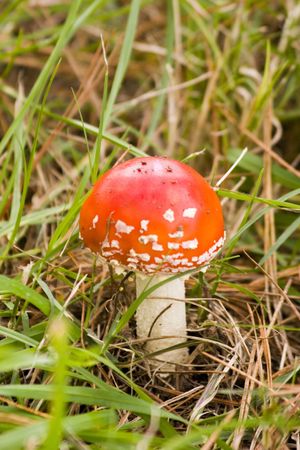 A toadstool in the grassの写真素材