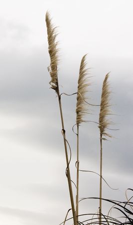 Toi Toi blowing in the wind on a winters day. Haumoana, Hawke's Bay, New Zealandの写真素材
