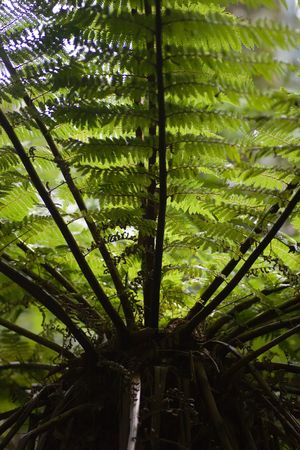 Cyathea dealbata, or the silver tree fern or silver fern (Kaponga or Ponga in the Maori language), is a species of medium-sized tree fern, endemic to New Zealand. This fern is known to grow to heights of 10 m or more. The crown is dense, and the fronds teの写真素材