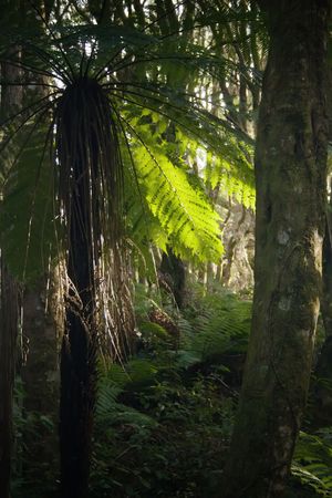Cyathea dealbata, or the silver tree fern or silver fern (Kaponga or Ponga in the Maori language), is a species of medium-sized tree fern, endemic to New Zealand. This fern is known to grow to heights of 10 m or more. The crown is dense, and the fronds teの写真素材