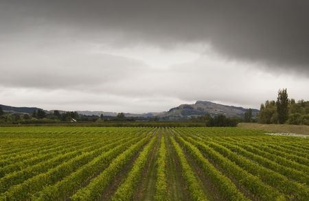 Rainclouds roll over a vineyard in Hawke's Bay, New Zealandの写真素材
