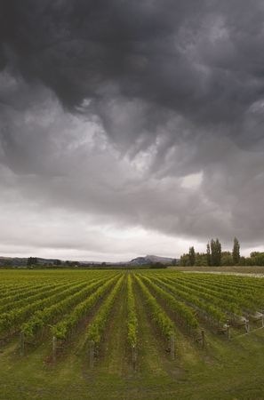 Rainclouds roll over a vineyard in Hawke's Bay, New Zealandの写真素材