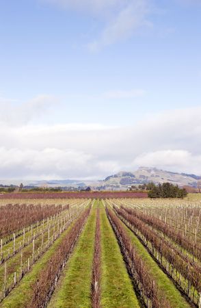 Bare vines in Hawke's Bay, New Zealandの写真素材