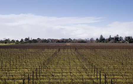 Bare Grape vines in Hawke's Bay, New Zealandの写真素材