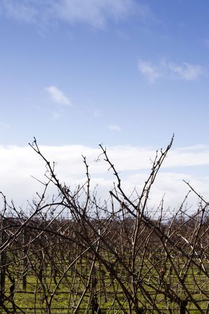 Bare grape vines in Hawke's Bay, New Zealandの写真素材