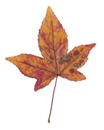 An autumn leafの写真素材