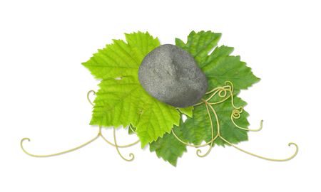 Grape leaves compositeの写真素材