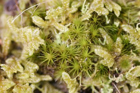 green moss and groundcover grows over rocks on Rangitoto Island to create an interesting textureの写真素材