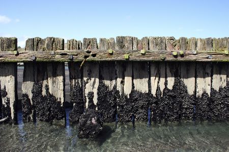 Wooden posts stick out of the black sand at Patea, Taranaki, New Zealandの写真素材