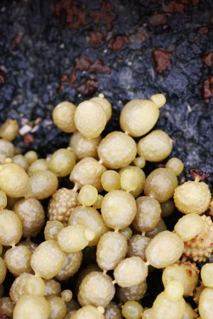 Green seaweed on scoria rock - Rangitoto Island, New Zealand.の写真素材