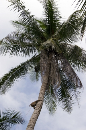 A monkey climbs a coconut tree to pick coconuts on Koh Samui, Thailandの写真素材