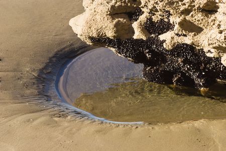 Mussels cling to the underside of a rock on Golden Bay Beach, Nelson, New Zealandの写真素材