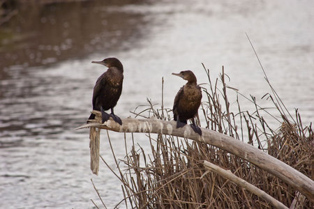 Two shags sit on a log in the Haumoana Wetland, Haumoana Beach, Hawke's Bay, New Zealand