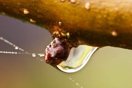 An early morning dew drop hangs underneath a new bud on a tree.の写真素材