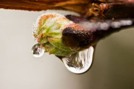 An early morning dew drop hangs underneath a new bud on a tree. The tree is reflected in the droplets.の写真素材