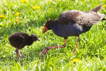 A pukeko feeds scraps to it's chick in Haumoana, Hawkes Bay, New Zealand. Pukeko are a native New Zealand bird - Porphyrio porphyrio melanotus.の写真素材