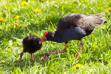 A pukeko feeds scraps to it's chick in Haumoana, Hawkes Bay, New Zealand. Pukeko are a native New Zealand bird - Porphyrio porphyrio melanotus.の写真素材