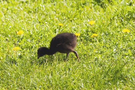A pukeko chick forages in the grass at Haumoana, New Zealand. Pukeko are a native New Zealand bird - Porphyrio porphyrio melanotus.の写真素材