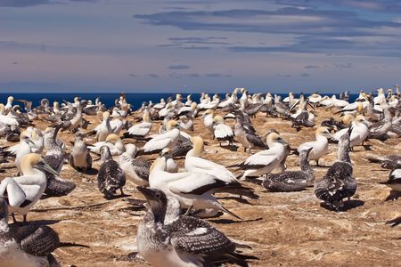 Gannets at Cape Kidnappers Gannet Colony, Hawkes Bay New Zealand. Cape Kidnappers is the largest land based colony in the world.の写真素材