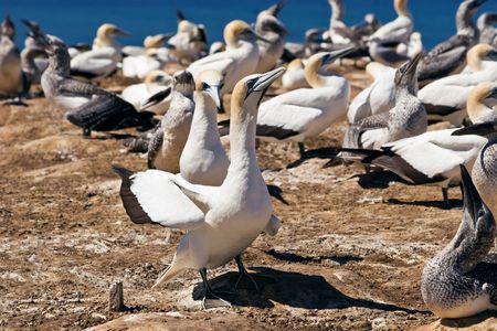 Gannets at Cape Kidnappers Gannet Colony, Hawkes Bay New Zealand. Cape Kidnappers is the largest land based colony in the world.の写真素材