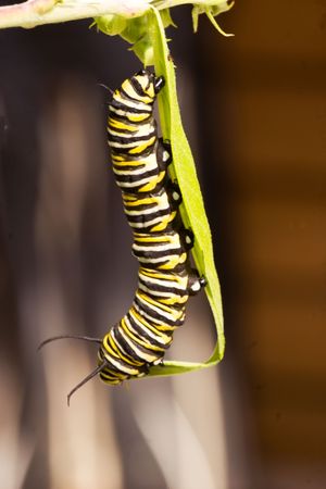 A series of images showing the life cycle of a Monarch Butterflyの写真素材