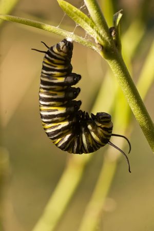A series of images showing the life cycle of a Monarch Butterflyの写真素材