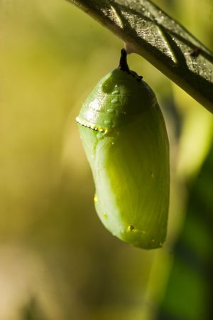A series of images showing the life cycle of a Monarch Butterflyの写真素材