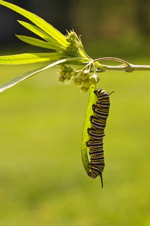 A series of images showing the life cycle of a Monarch Butterflyの写真素材