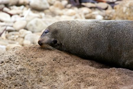 A seal relaxes on the rocks at Herbertville in the Wairarapa on the East Coast of the North Island in New Zealand.の写真素材