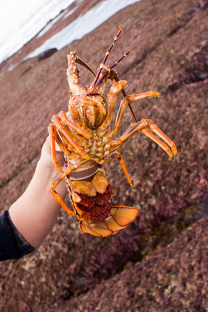 The underside of a female crayfish showing the crop of eggs in the curl of the tail.の写真素材