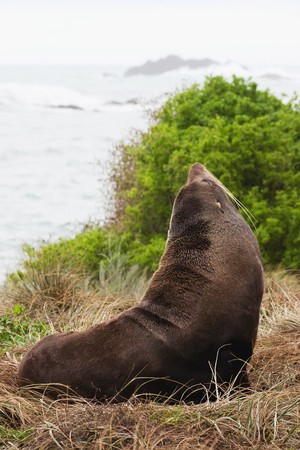 A fur seal relaxes on grass dunes at Cape Palliser, Wairarapa, New Zealandの写真素材