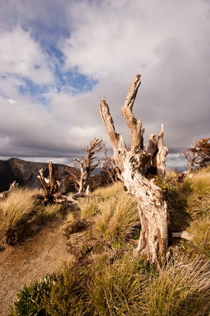 A weathered alpine stump on top of the Ruahine Ranges, Hawkes Bay, New Zealandの写真素材
