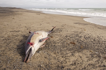 A dolphin is found washed up on Haumoana Beach, Hawkes Bay, New Zealandの写真素材