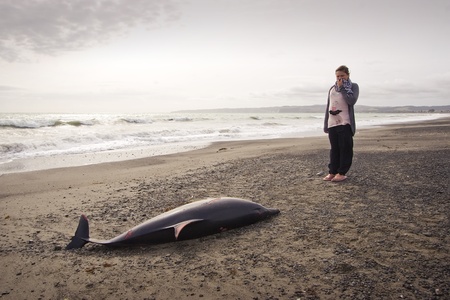 A young lady looks at a dolphin found washed up on Haumoana Beach, Hawkes Bay, New Zealandの写真素材