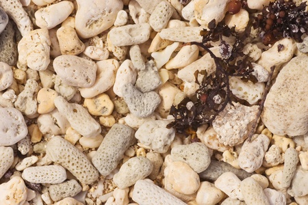 Coral and seaweed on Ha'atafu Beach, Tongatapu Islandの写真素材