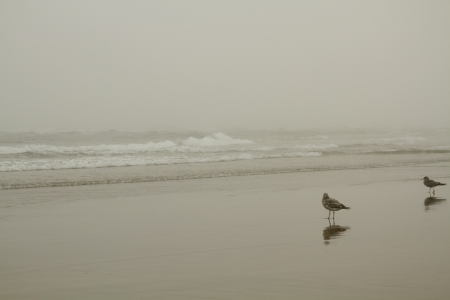 Foggy Day at the Beach with two seagulls walking in the foregroundの写真素材