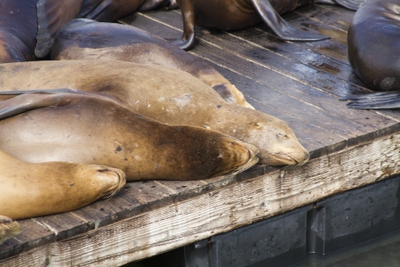 California Sea Lions sleeping on a pier soaking up the sunの写真素材
