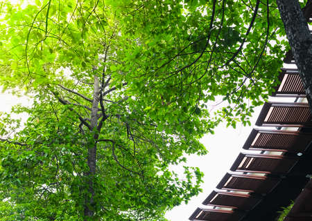 Eco building and green living in city, environment conceptの写真素材