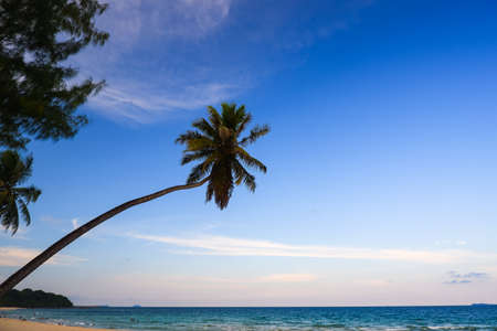 Coconut tree or palm tree at Thung Wua Laen Beach in Chomphon province Thailand, viewpoint of tropical beach seaside and blue skyの写真素材