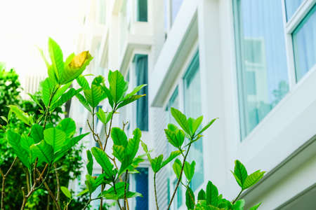 Eco building and green living in city, environment conceptの写真素材